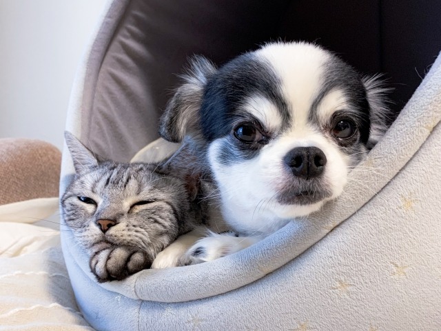 犬と猫