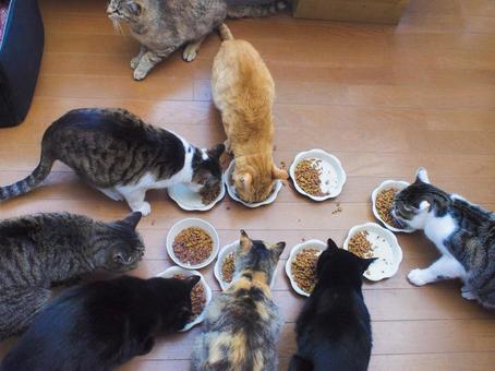 猫と餌