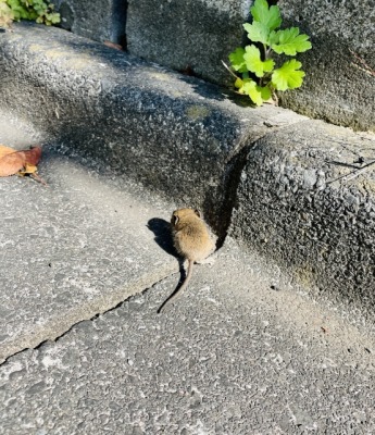 ネズミの後ろ姿