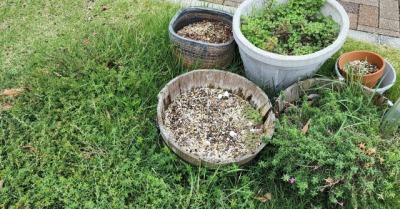 処分する植木鉢